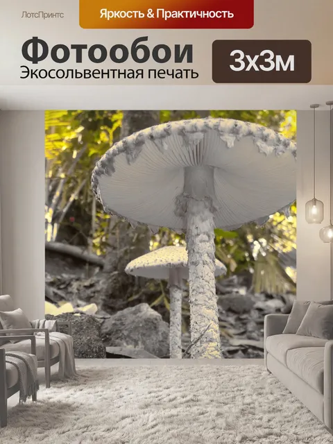 Фотообои Гриб
