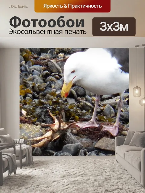 Фотообои Чайка против краба