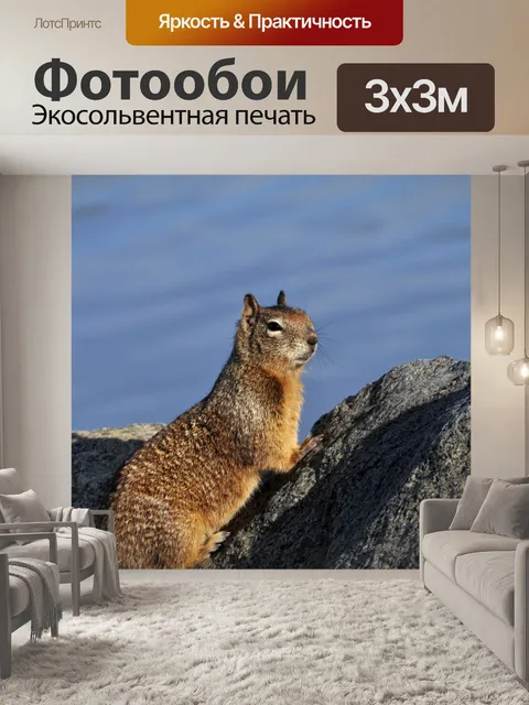 Фотообои Белка позирует на пляже