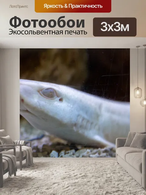 Фотообои Небольшая пятнистая кошачья акула