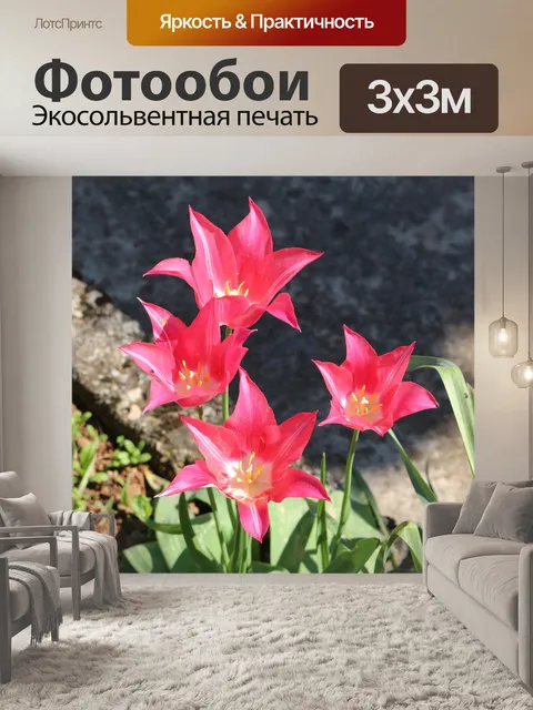 Фотообои Пурпурный