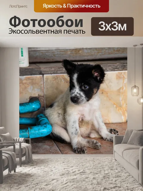 Фотообои Собака