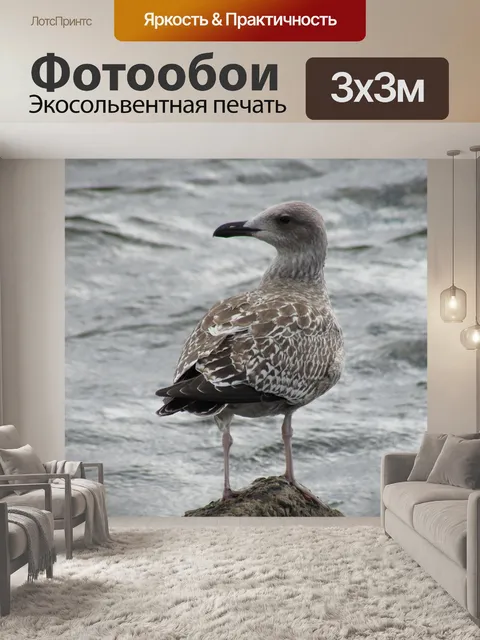 Фотообои Чайка