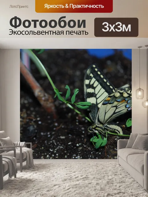 Фотообои Парусники бабочки
