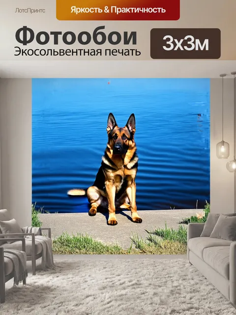 Фотообои спокойная немецкая овчарка сидит на берегу спокойного озера, где отражается яркое голубое небо