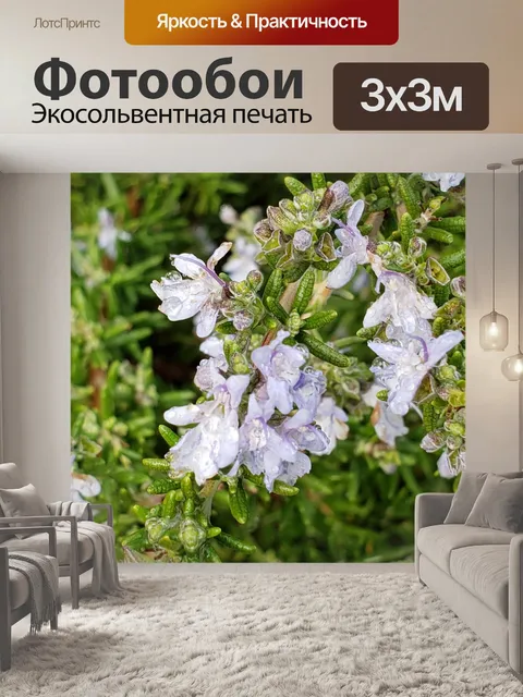 Фотообои Лавендар цветные цветы в дождь