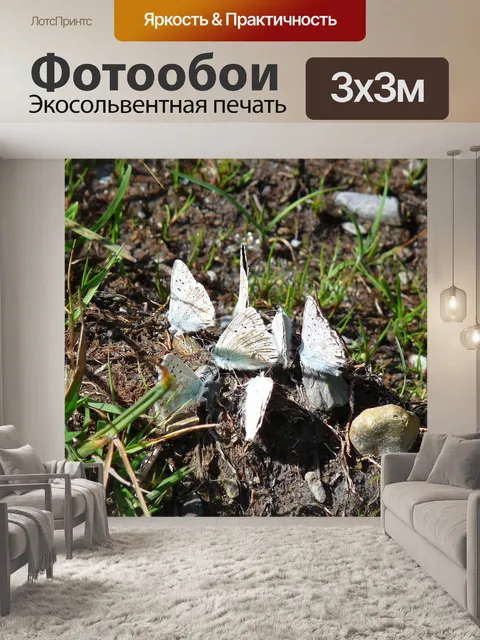 Фотообои Бабочки