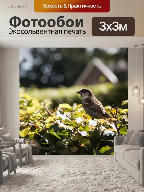 Фотообои Воробей