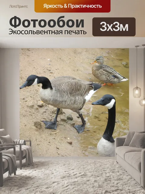 Фотообои Водоплавающих 7