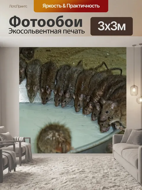 Фотообои Грызун