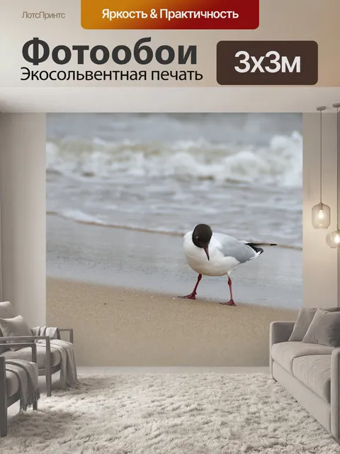 Фотообои Чайка