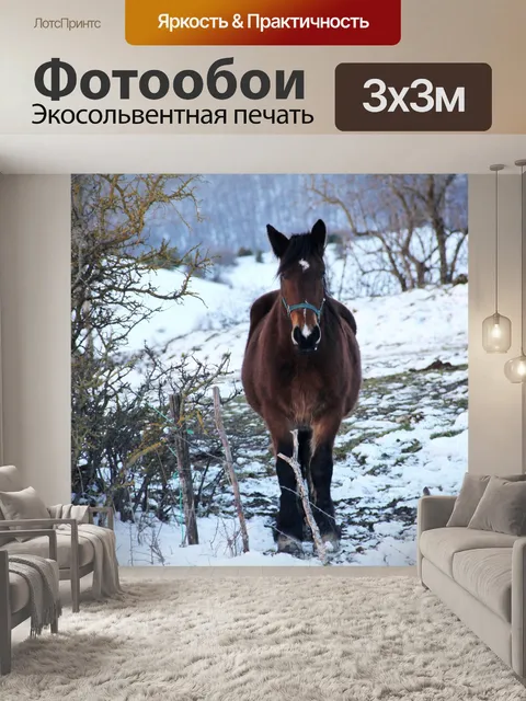 Фотообои Лошадь