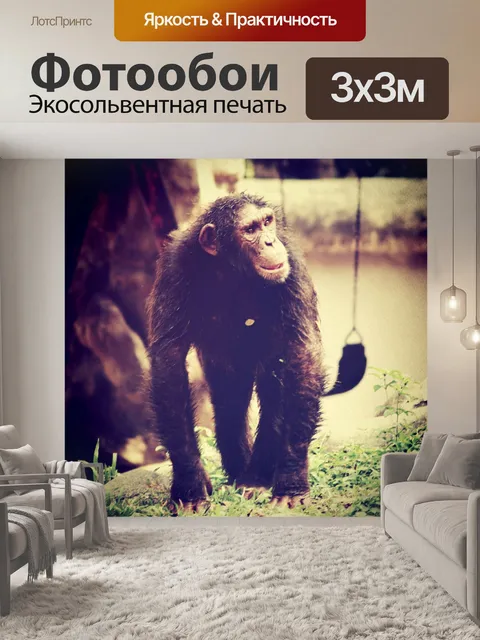 Фотообои Обезьяна шимпанзе в открытом зоопарке