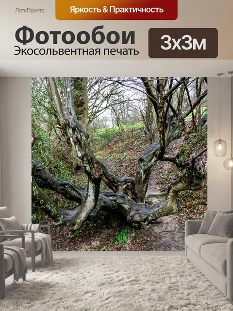 Фотообои Деревья