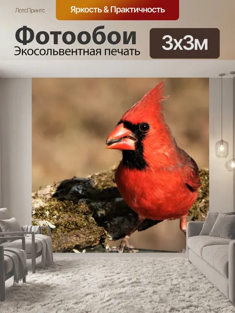 Фотообои Мужской кардинал крупным планом