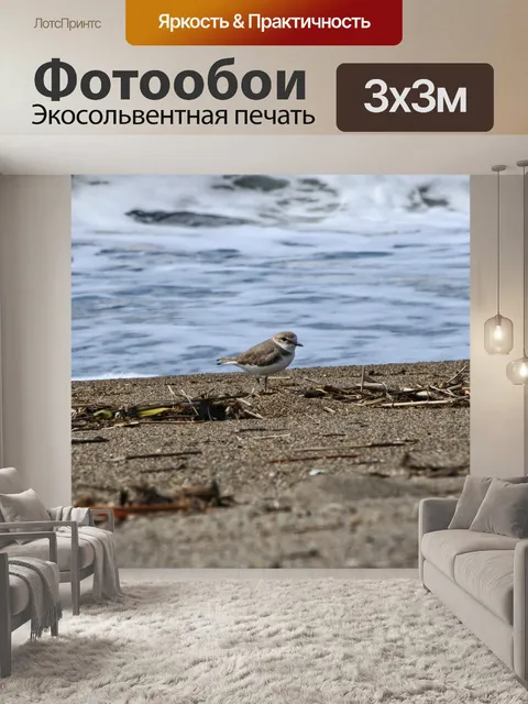Фотообои Животное