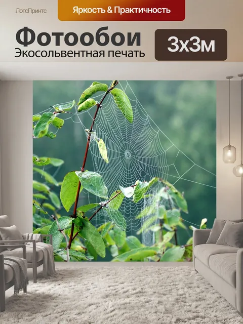 Фотообои Паутина