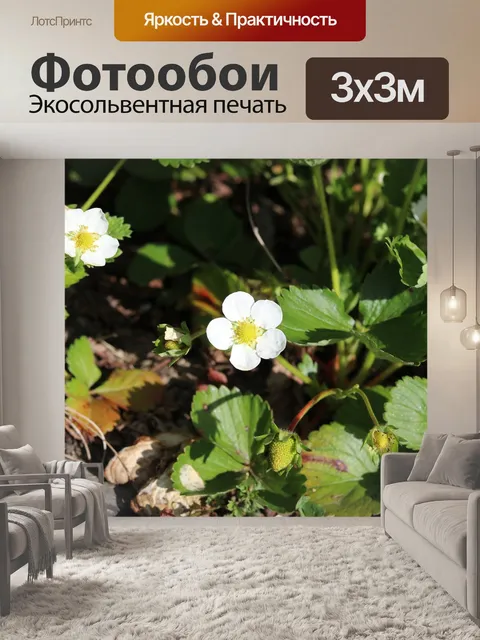 Фотообои Клубника