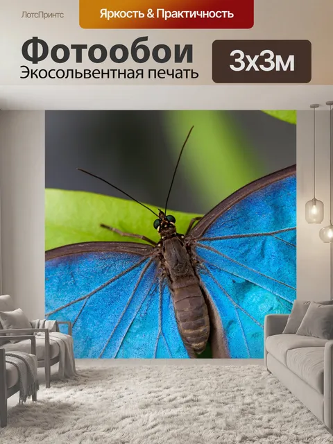 Фотообои морфо бабочки