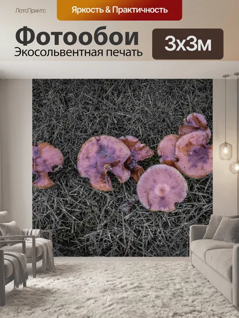 Фотообои Гриб