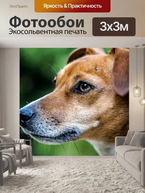 Фотообои Собака