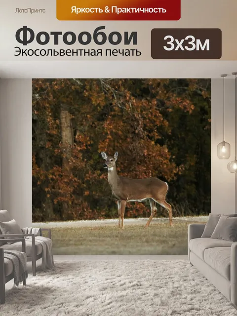 Фотообои Белохвостая лань осенним утром