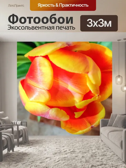 Фотообои Тюльпан Блум