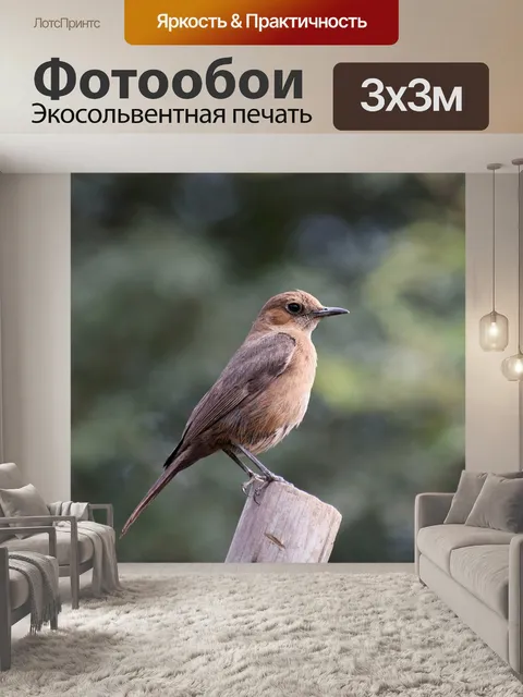 Фотообои Птица