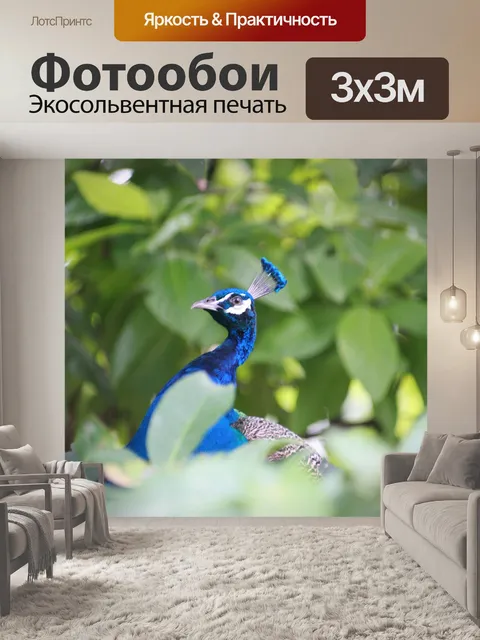 Фотообои Павлин