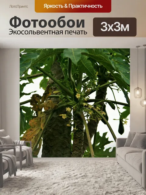 Фотообои Папайя деревья