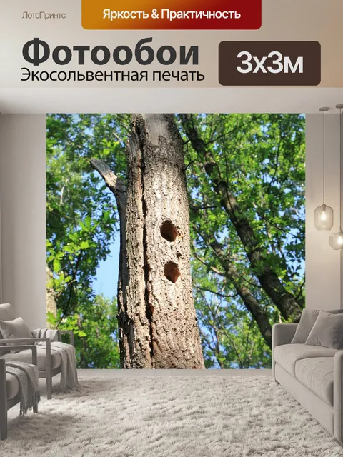Фотообои Лес