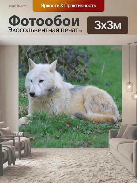Фотообои Волк