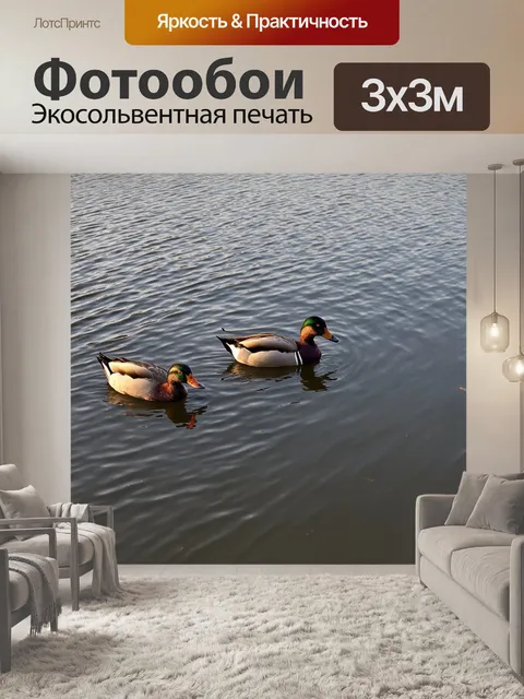 Фотообои утро, берег реки, где утки мирно плавают по воде, отражая спокойствие утра