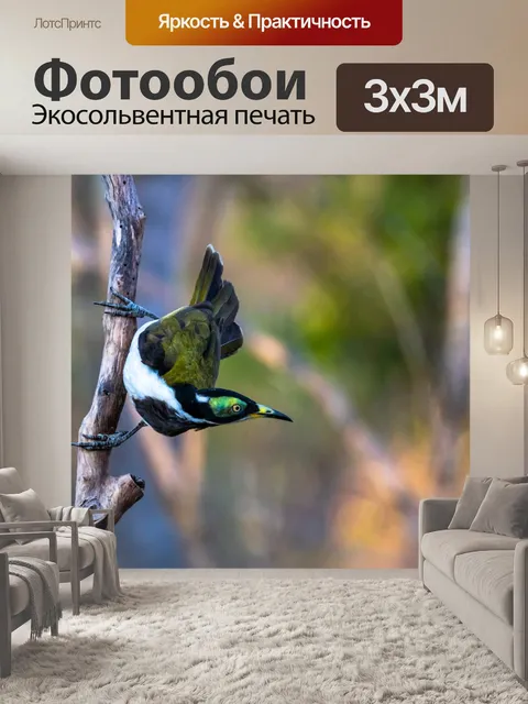 Фотообои Птицы