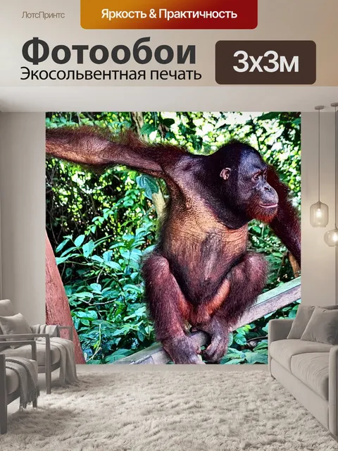 Фотообои Орангутанг