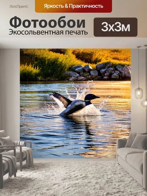 Фотообои гагара, приземляющаяся на гладкую поверхность воды гавиа, создает круги, разбивающиеся о берега, которые…