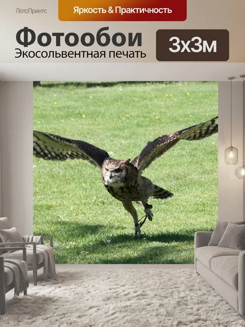 Фотообои Сова