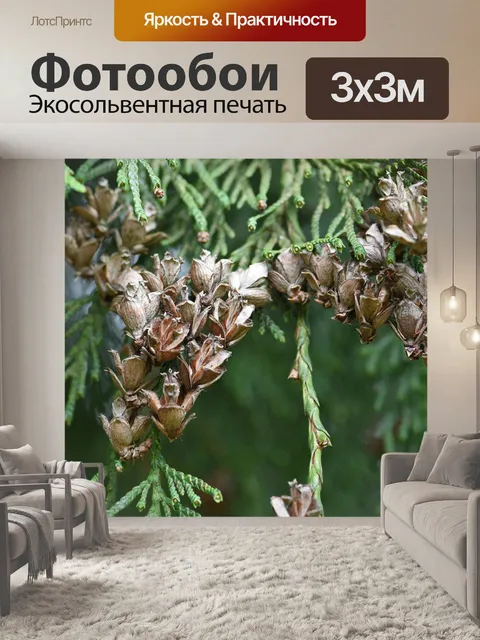 Фотообои Цветы