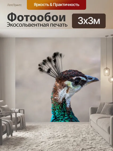 Фотообои Голова павлина, домашняя птица