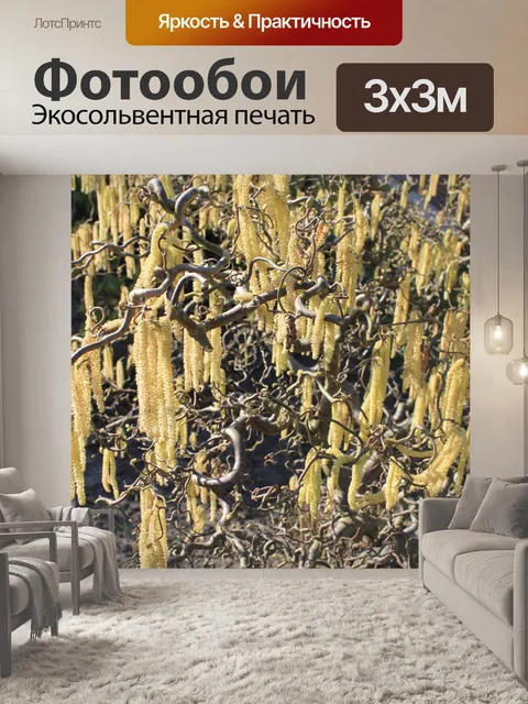 Фотообои Фон