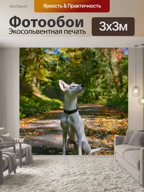Фотообои Собака