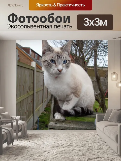Фотообои Кошка