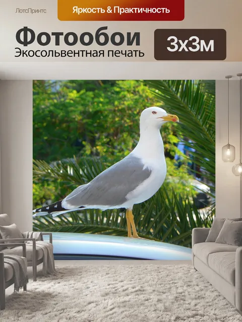 Фотообои Чайка