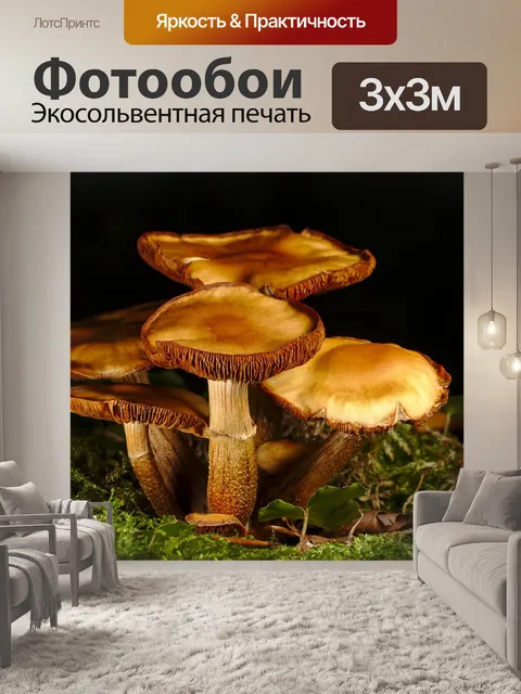 Фотообои Гриб