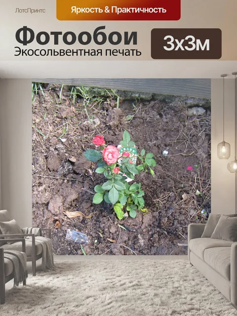 Фотообои Парад роз
