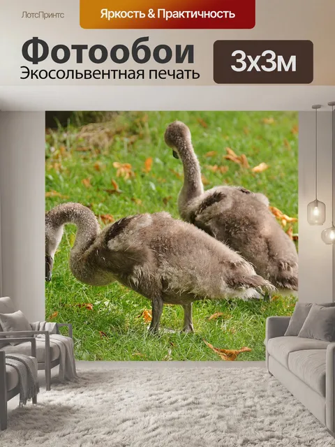 Фотообои Лебеди