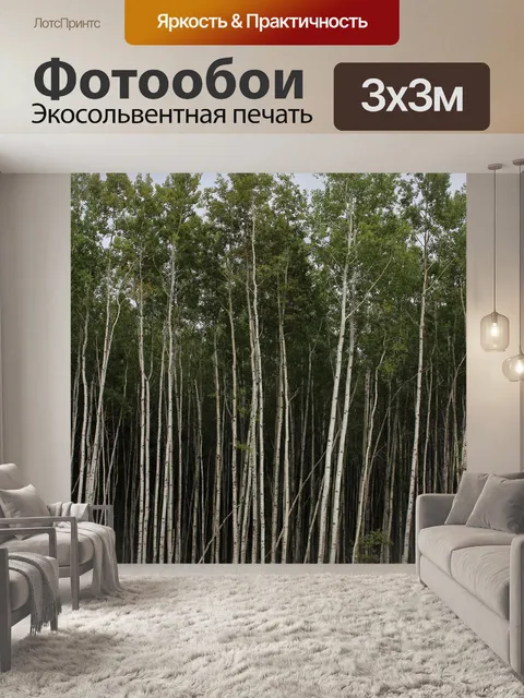 Фотообои Белый Тополь Дерево Дрожание Aspen