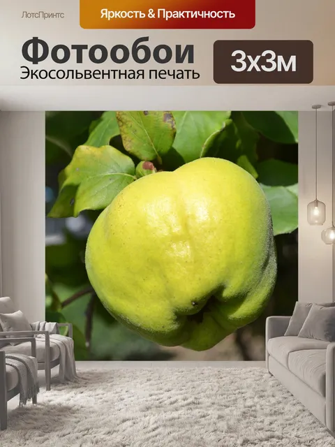 Фотообои Айва