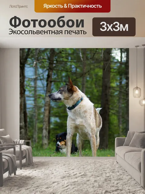 Фотообои Собака