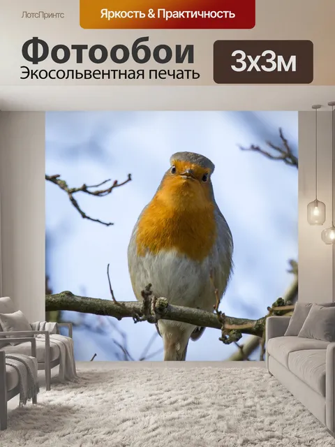 Фотообои Робин Эритакус рубекула